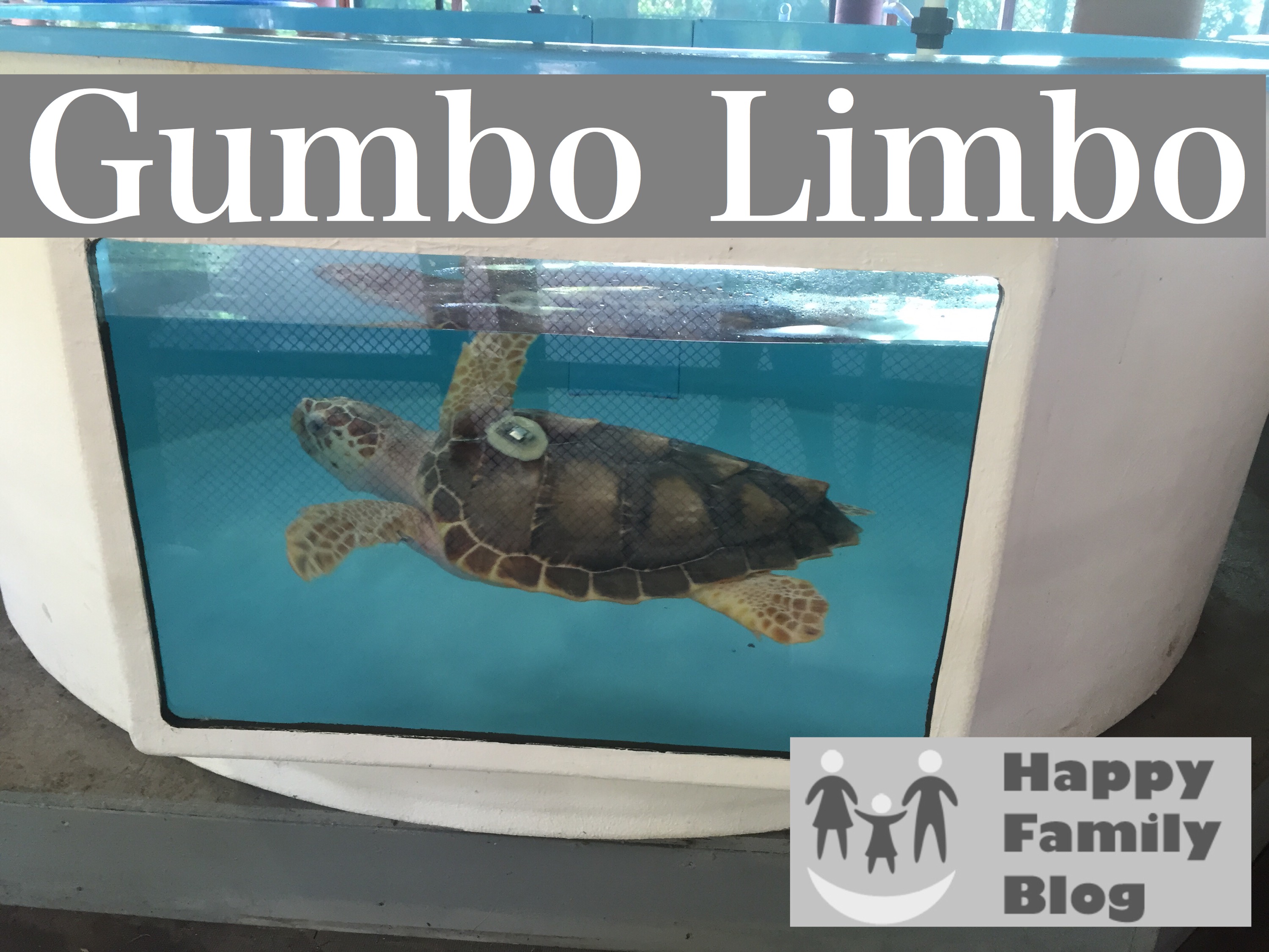 Gumbo Limbo by Happy Family Blog