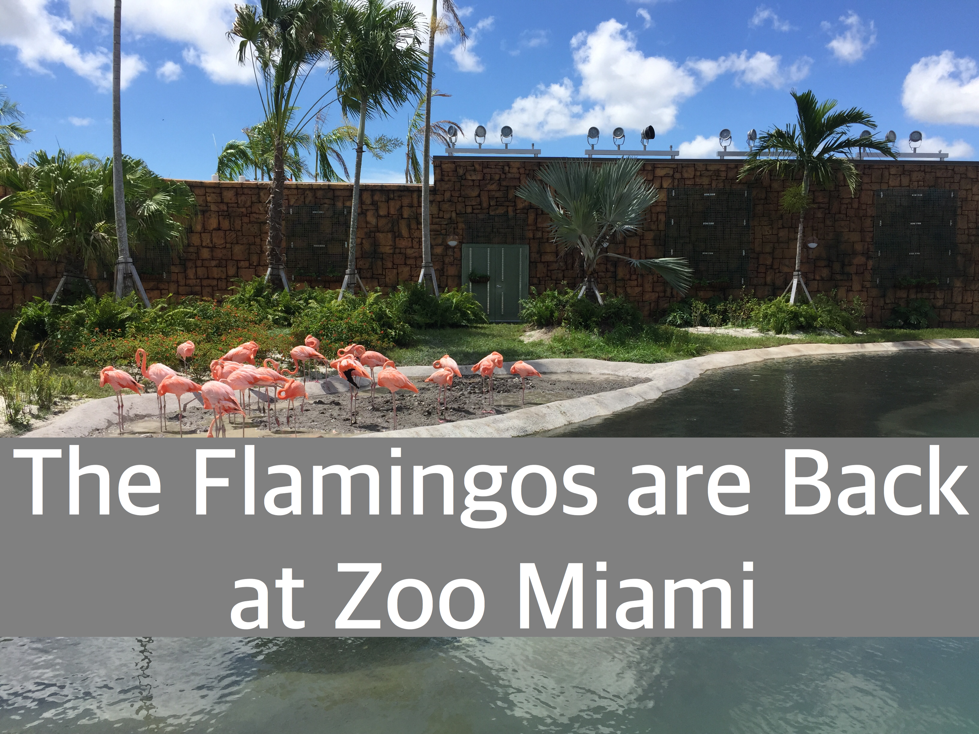 Flamingos are Back at Zoo Miami by Happy Family Blog