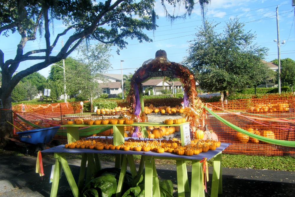 Favorite Pumpkin Patches in South Florida, Best Pumpkin Patches in South Florida, Best Pumpkin Patches in Florida