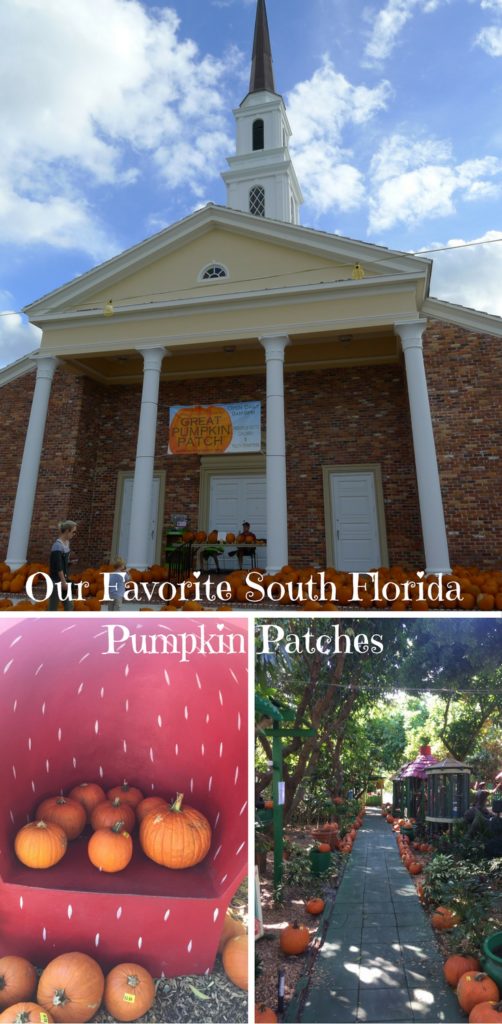 Our Favorite South Florida Pumpkin Patches by Happy Family Blog 