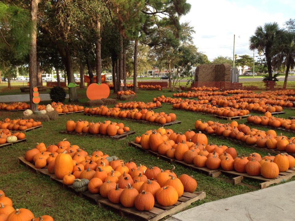 Favorite Pumpkin Patches in South Florida, Best Pumpkin Patches in South Florida, Best Pumpkin Patches in Florida