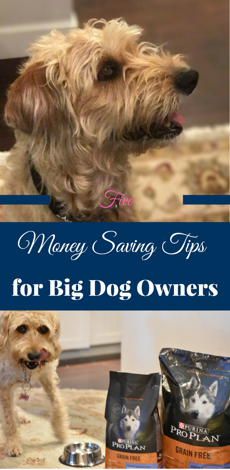 money saving tips for dogs