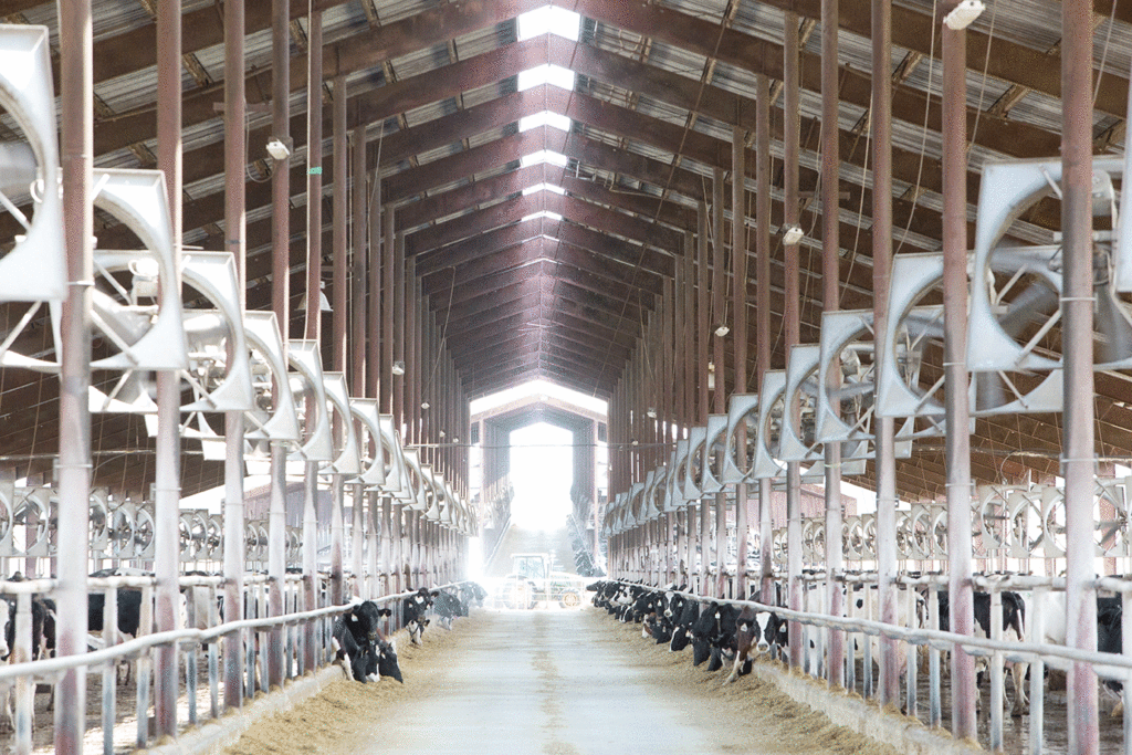 How Dairy Farms in Florida Stay Sustainable