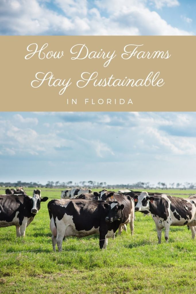 Want to learn more about what dairy farms are?  This post shares What is dairy farming and all about how dairy farms in Florida stay sustainable.  As well as how many dairy farms are in the US and Florida. 