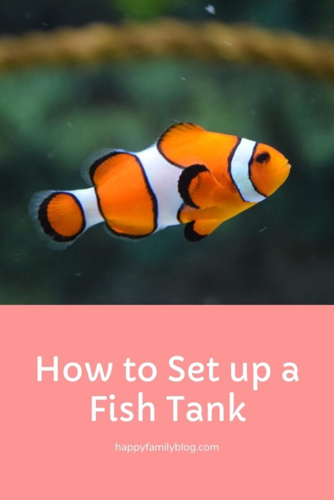 How to set up a fish tank How do you set up a fish tank How do I set up a fish tank How do I set up my fish tank