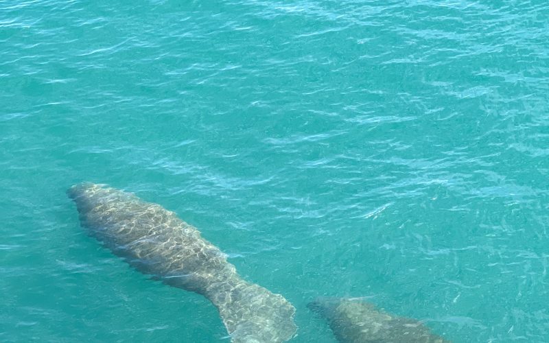 Where to See Manatees in West Palm Beach