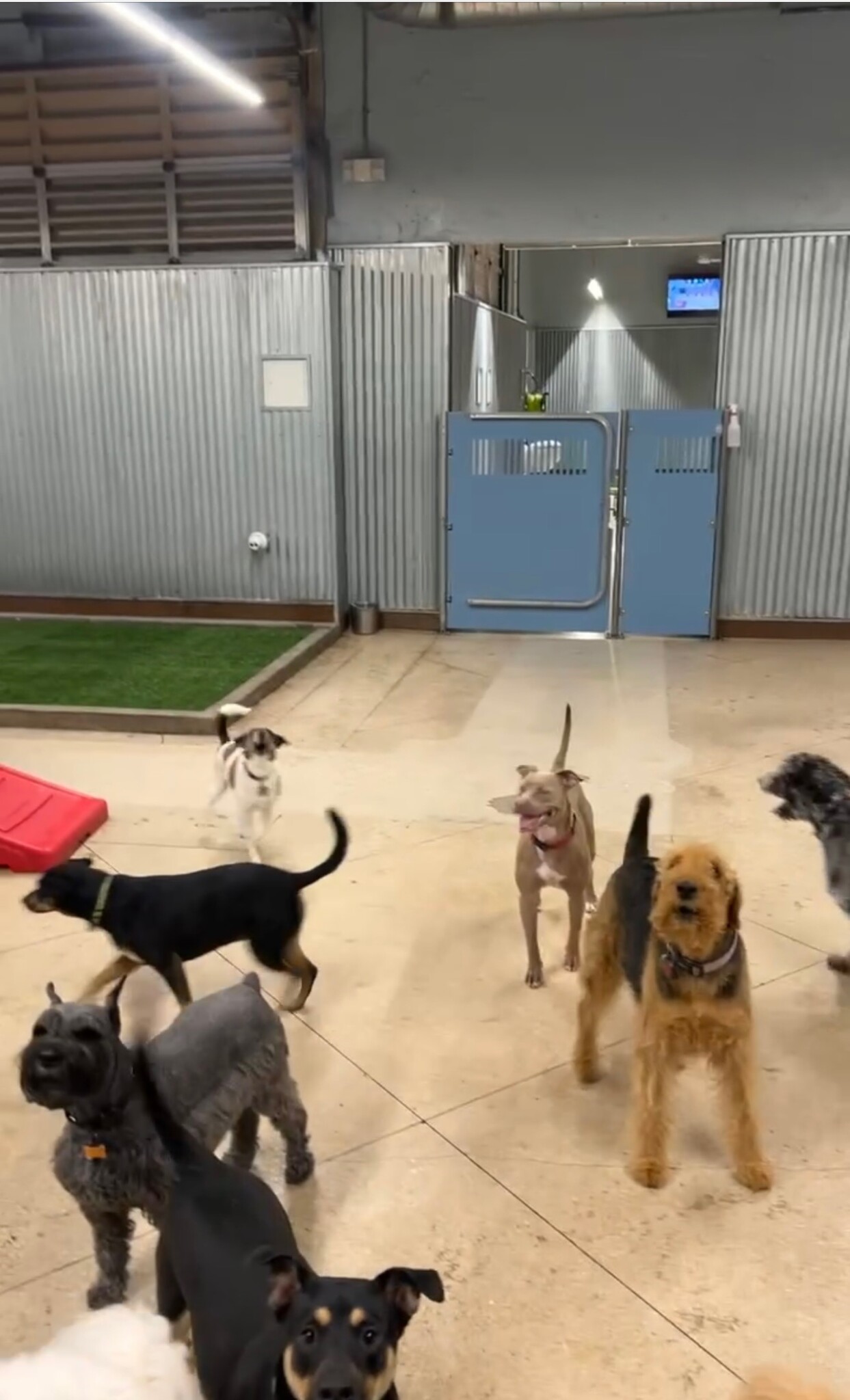 Best Dog Boarding in South Florida • Happy Family Blog